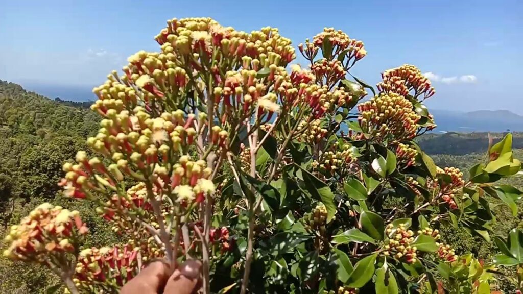 Kualitas Cengkeh Terbaik Dari PT. Cengkeh Zanzibar