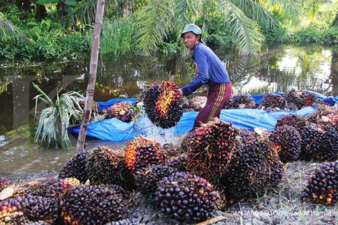 Proses Panen Kelapa Sawit